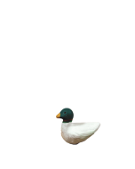 Canard Mare - 7CM