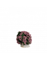 Buisson rose - Décor
