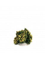 Buisson jaune - Décor